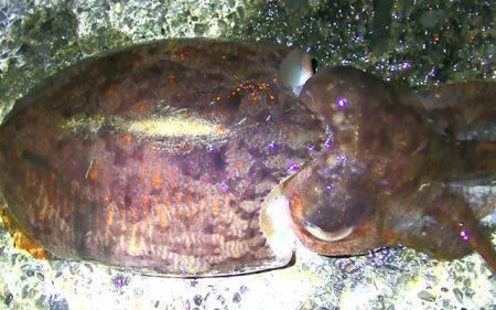 焼津　石津浜でアオリイカ　湾内で太刀魚、タコ、コウイカの釣果